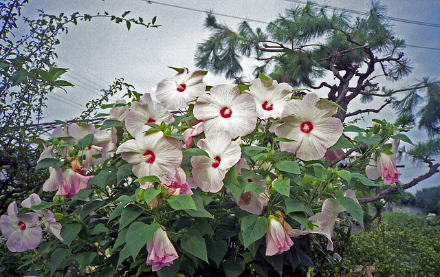 White roses of Sharon