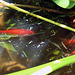 Fishies in the Pond