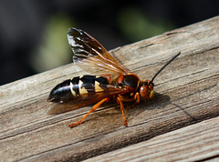 Friendly neighborhood cicada killer