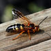 Friendly neighborhood cicada killer