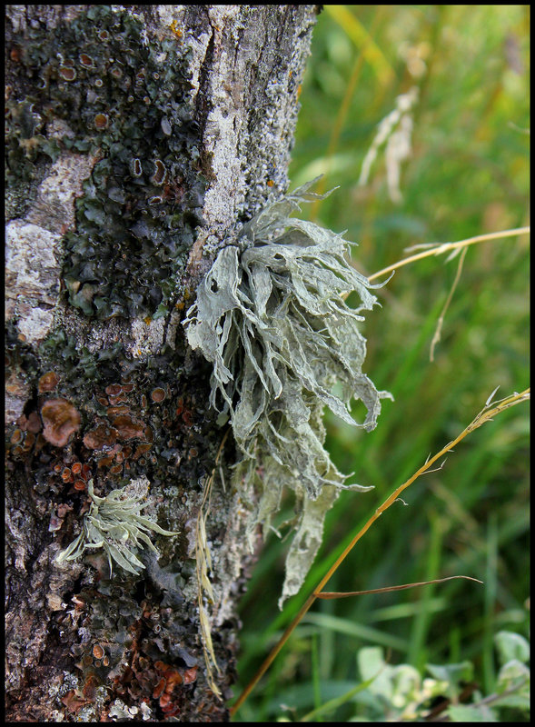Ramaline entourée de Parmelia acetabulum