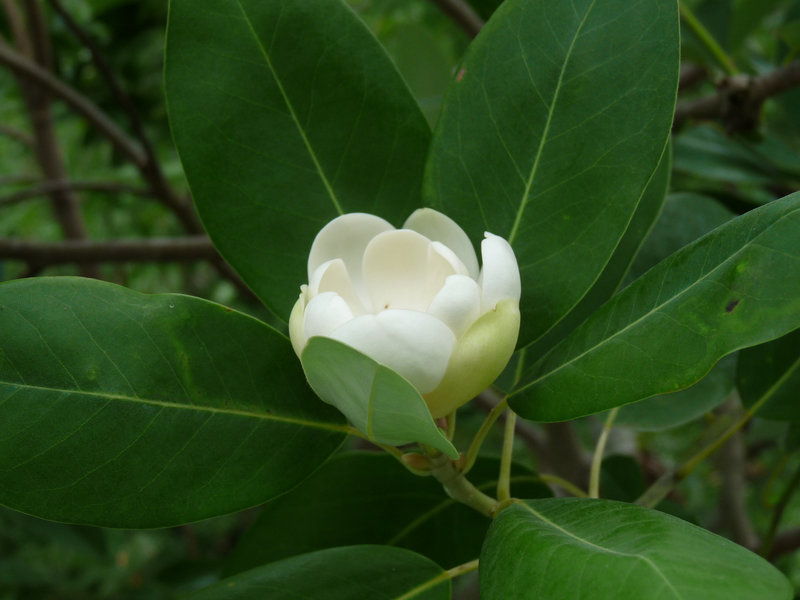 magnolia