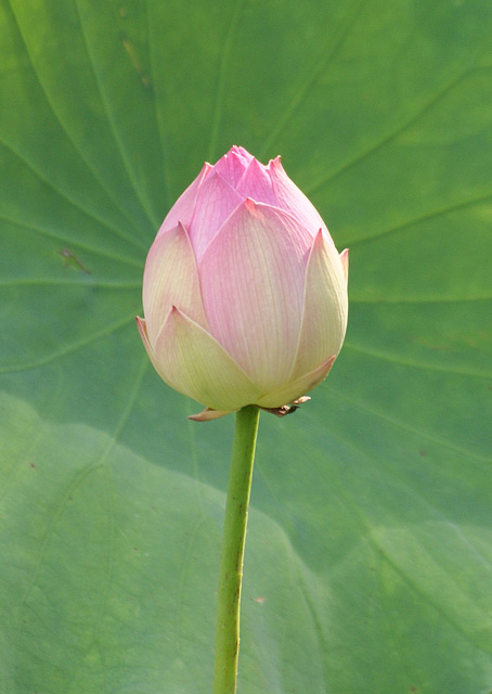 lotus