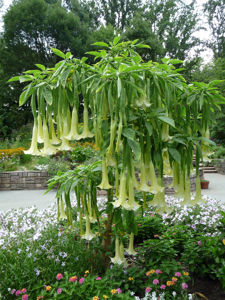 angel trumpets