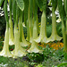 angel trumpets