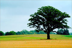 A Tree in a Field