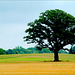 A Tree in a Field