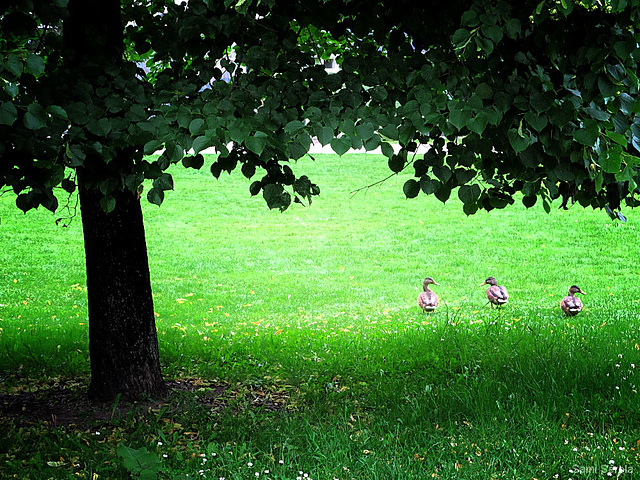 Three ducks and a tree