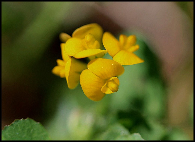 Medicago arabica - Fleurs