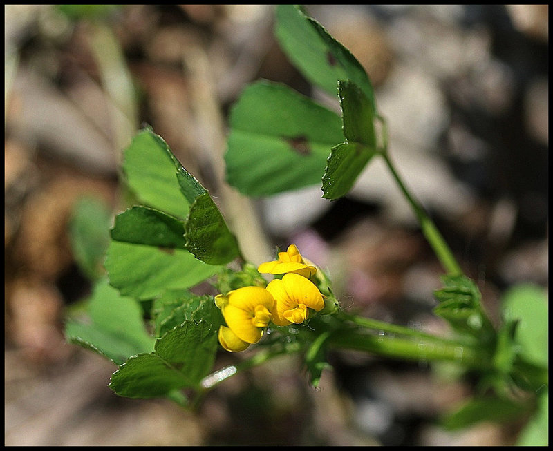 Medicago arabica- Fleurs