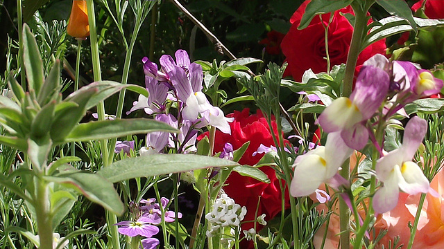 The wild flowers are coming along beautifully