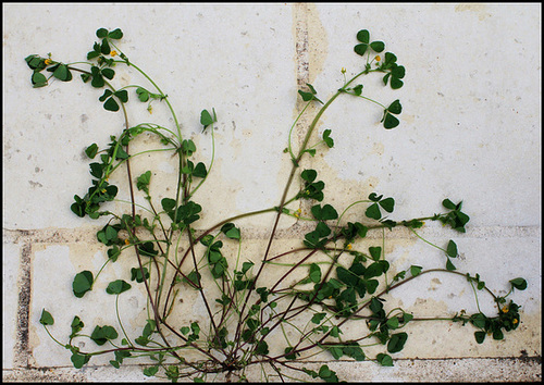 Medicago arabica - Luzerne d'Arabie