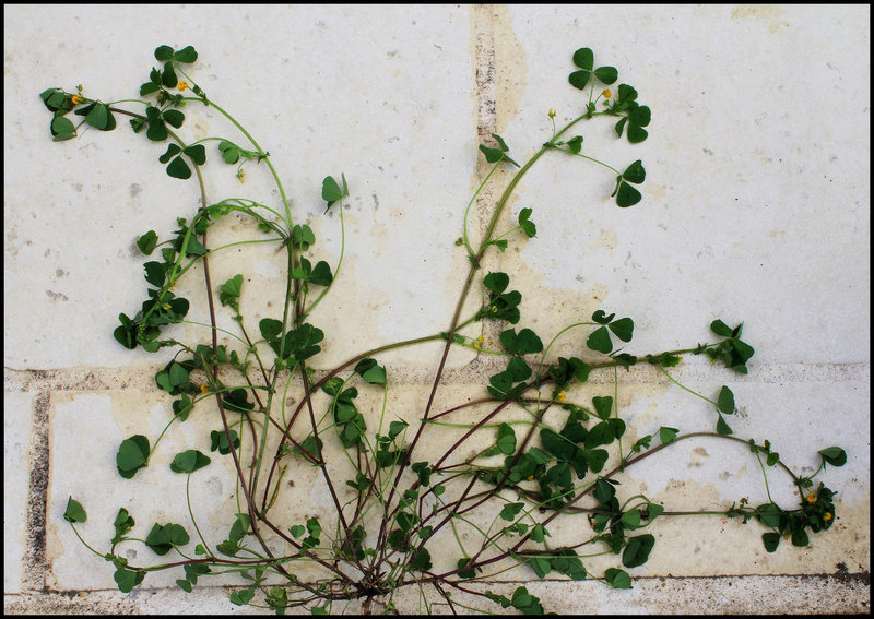 Medicago arabica - Luzerne d'Arabie