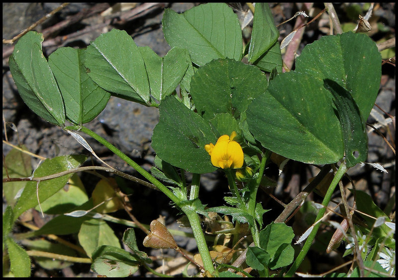 Medicago arabica