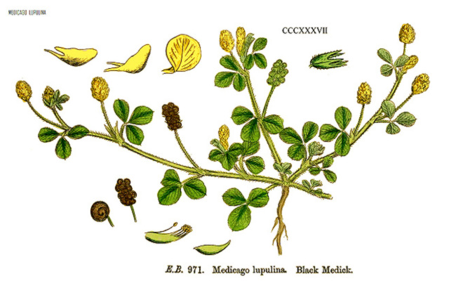 Medicago lupulina-Planche bota