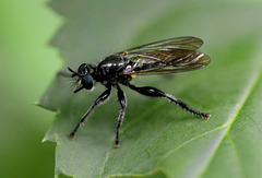 Big waspy fly