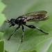 Big waspy fly