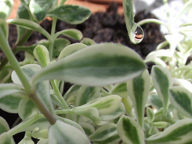 The silene plant with raindrops on