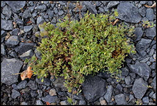Medicago minima in-situ