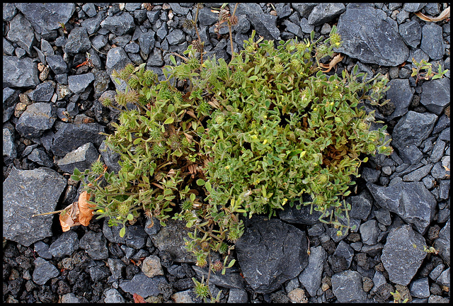Medicago minima in-situ