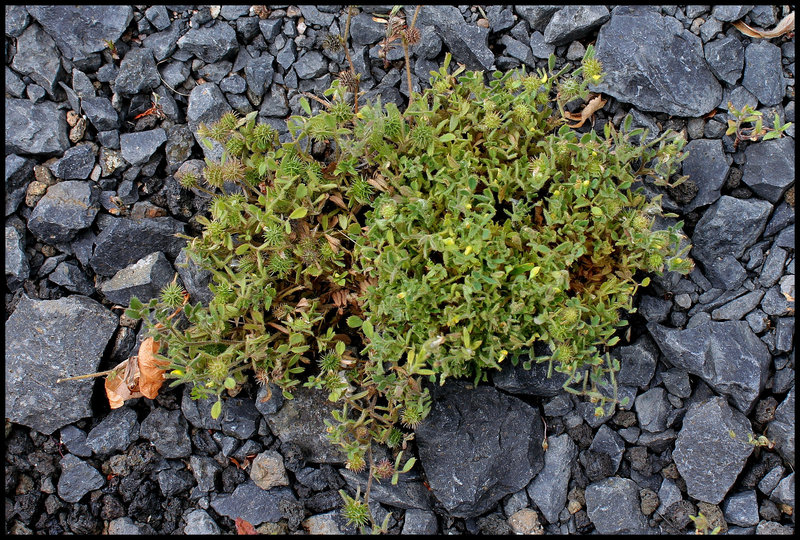 Medicago minima in-situ