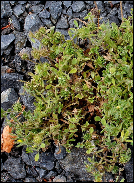 Medicago minima