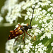 Longhorn beetle dines with Queen Anne