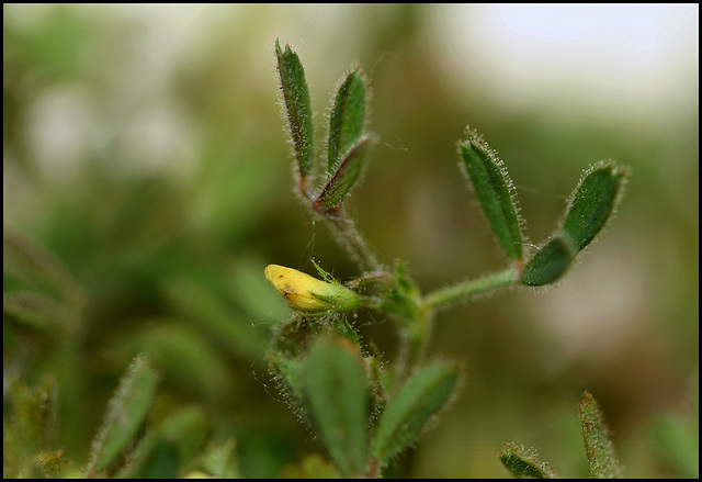 Medicago minima