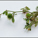 Medicago minima