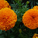 marigolds