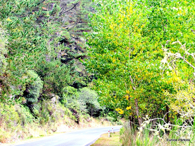 Road West of Mangakino