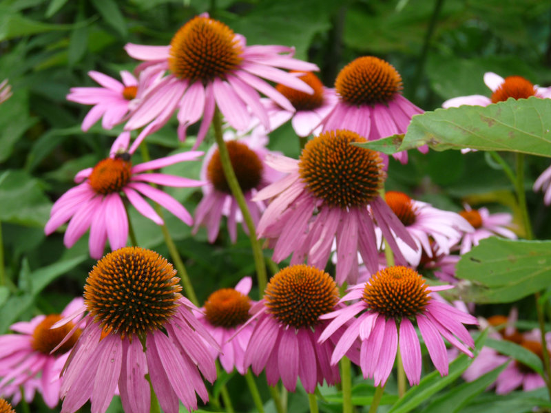 coneflowers