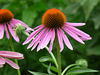 coneflowers