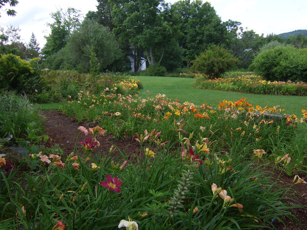 Daylily Farm, Northeast Kingdom #3