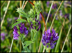 Medicago sativa