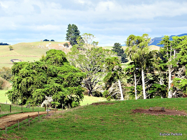 Farm Trees