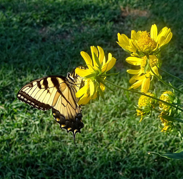 Eastern Tiger Swallowtail(Papilio glaucus)