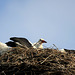 Storchennest - Brunn (MSE - Mecklenburgische Seenplatte)