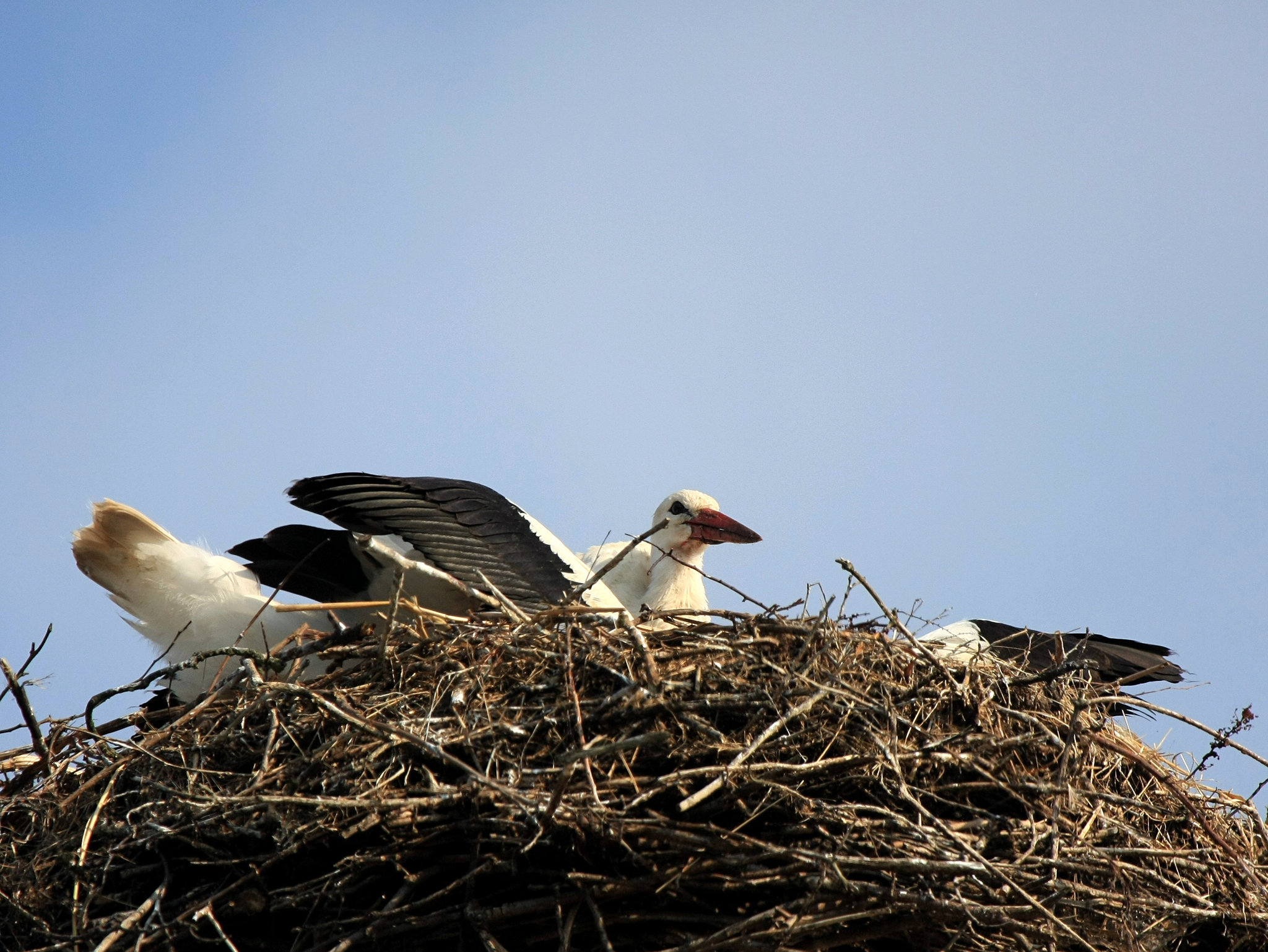 Storchennest - Brunn (MSE - Mecklenburgische Seenplatte)