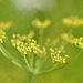 Fenchel