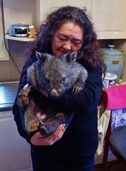 Shanus the wombat joey