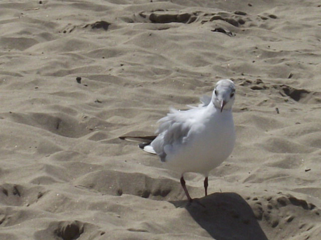 The wind was ruffling his feathers