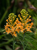 Platanthera ciliaris (Yellow Fringed orchid)