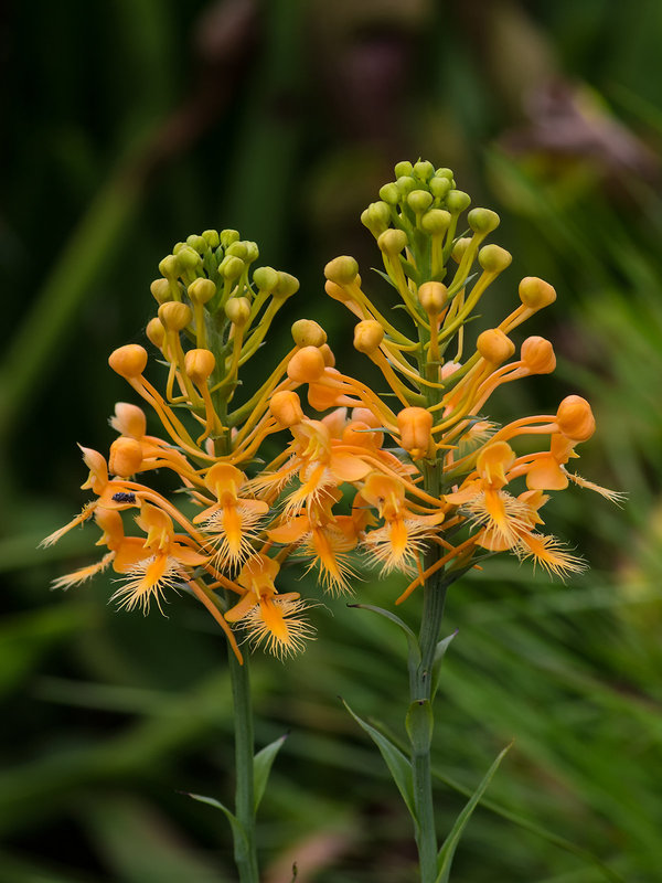 Platanthera ciliaris (Yellow Fringed orchid)