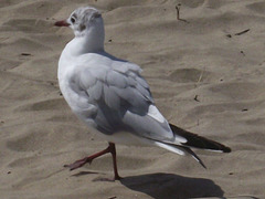 Young seagull strutting his stuff on the sand