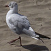 Young seagull strutting his stuff on the sand