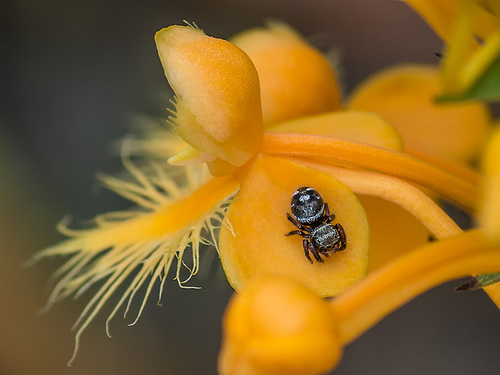 Platanthera ciliaris (Yellow Fringed orchid) with small spider