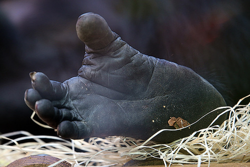 Presque sur un pied d'égalité avec l'homme