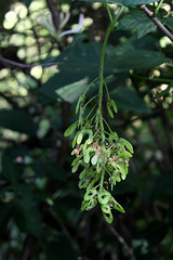 jeunes samares d'Acer pseudoplatanus