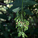 jeunes samares d'Acer pseudoplatanus